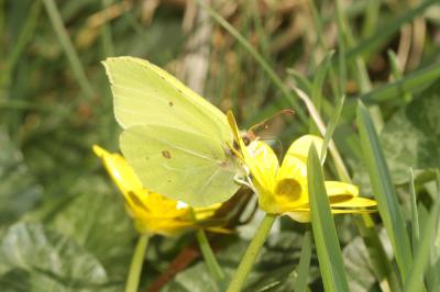 Citron (Le), Limon (Le), Piéride du Nerprun (La) Gonepteryx rhamni (Linnaeus, 1758)