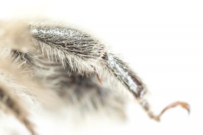 Anthophore des bains Anthophora balneorum Lepeletier, 1841