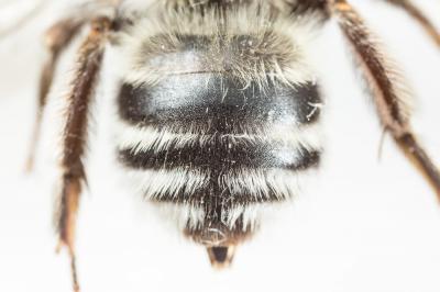 Anthophore blanche et noire Anthophora atroalba Lepeletier, 1841