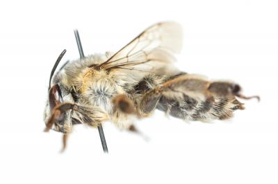 Anthophore agame Anthophora agama Radoszkowski, 1869