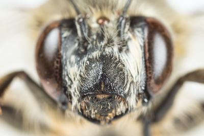 Anthophore agame Anthophora agama Radoszkowski, 1869