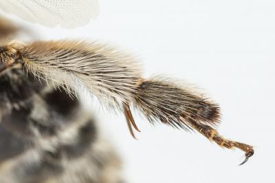 Anthophore agame Anthophora agama Radoszkowski, 1869