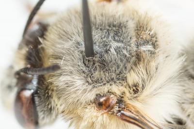 Anthophore agame Anthophora agama Radoszkowski, 1869