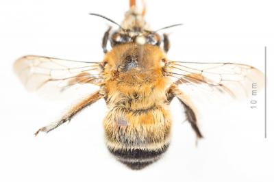 Grande anthophore biciliée Anthophora affinis Brullé, 1832