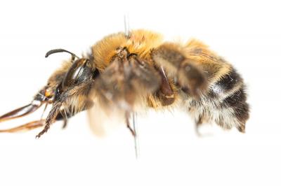 Grande anthophore biciliée Anthophora affinis Brullé, 1832