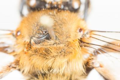 Grande anthophore biciliée Anthophora affinis Brullé, 1832