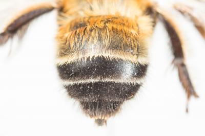Grande anthophore biciliée Anthophora affinis Brullé, 1832