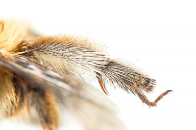 Grande anthophore biciliée Anthophora affinis Brullé, 1832