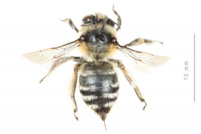 Anthophore estivale Anthophora aestivalis (Panzer, 1801)