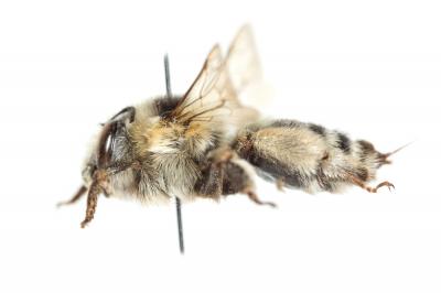 Anthophore estivale Anthophora aestivalis (Panzer, 1801)