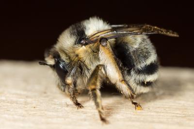 Anthophore estivale Anthophora aestivalis (Panzer, 1801)
