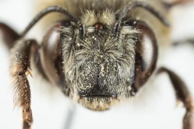 Anthophore estivale Anthophora aestivalis (Panzer, 1801)