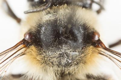 Anthophore estivale Anthophora aestivalis (Panzer, 1801)