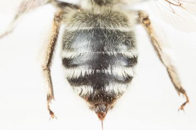 Anthophore estivale Anthophora aestivalis (Panzer, 1801)
