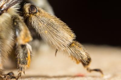 Anthophore estivale Anthophora aestivalis (Panzer, 1801)