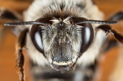 Anthophore estivale Anthophora aestivalis (Panzer, 1801)