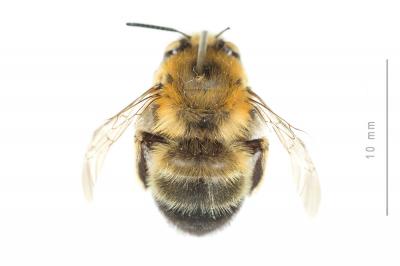 Anthophore estivale Anthophora aestivalis (Panzer, 1801)