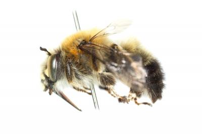 Anthophore estivale Anthophora aestivalis (Panzer, 1801)