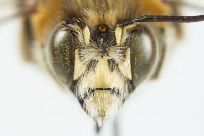 Anthophore estivale Anthophora aestivalis (Panzer, 1801)