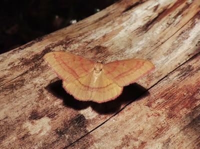 Phalène calabraise (La) Rhodostrophia calabra (Petagna, 1786)