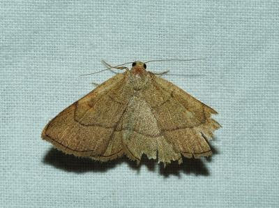Herminie dérivée (L') Paracolax tristalis (Fabricius, 1794)
