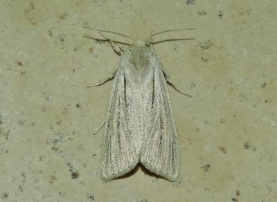 Noctuelle veineuse (La) Simyra albovenosa (Goeze, 1781)