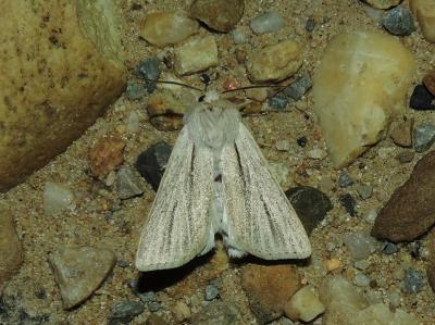 Noctuelle veineuse (La) Simyra albovenosa (Goeze, 1781)