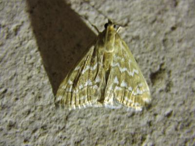  Evergestis frumentalis (Linnaeus, 1760)