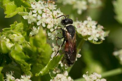  Hylaeus variegatus (Fabricius, 1798)