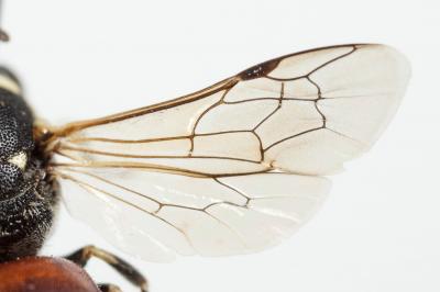  Hylaeus variegatus (Fabricius, 1798)