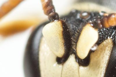  Hylaeus variegatus (Fabricius, 1798)