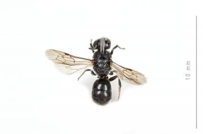  Hylaeus punctulatissimus Smith, 1842