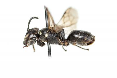  Hylaeus punctulatissimus Smith, 1842