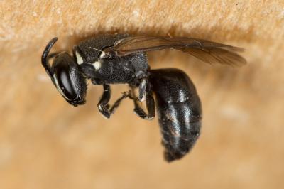  Hylaeus punctulatissimus Smith, 1842