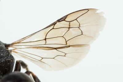  Hylaeus punctulatissimus Smith, 1842