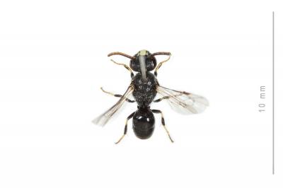  Hylaeus punctatus (Brullé, 1832)