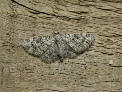 Eupithécie des Labiées (L') Eupithecia semigraphata Bruand, 1850