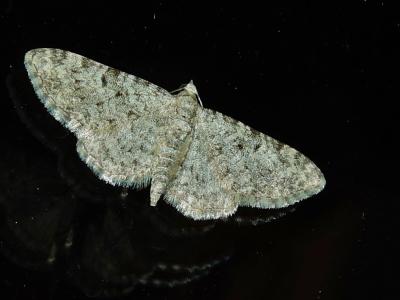 Eupithécie des Labiées (L') Eupithecia semigraphata Bruand, 1850