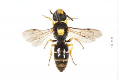  Hylaeus pictus (Smith, 1853)