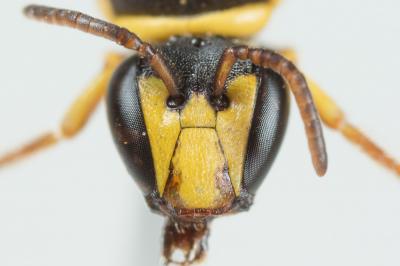  Hylaeus pictus (Smith, 1853)