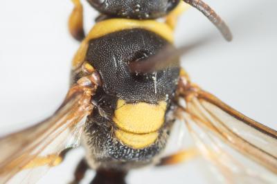  Hylaeus pictus (Smith, 1853)