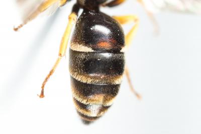 Hylaeus pictus (Smith, 1853)