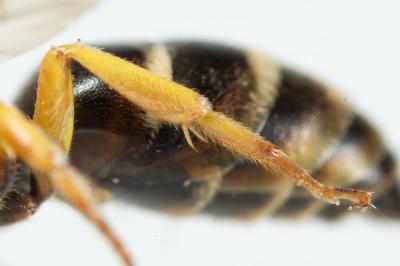  Hylaeus pictus (Smith, 1853)