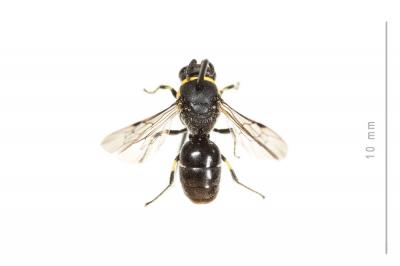  Hylaeus pictus (Smith, 1853)