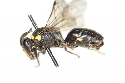  Hylaeus pictus (Smith, 1853)