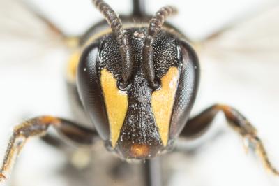  Hylaeus pictus (Smith, 1853)