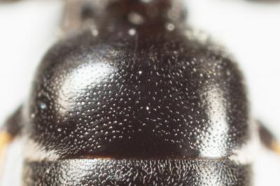  Hylaeus pictus (Smith, 1853)