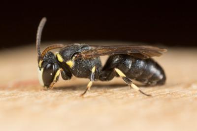  Hylaeus pictus (Smith, 1853)