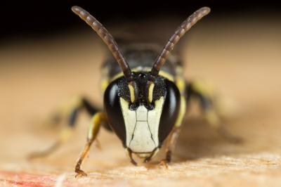  Hylaeus pictus (Smith, 1853)
