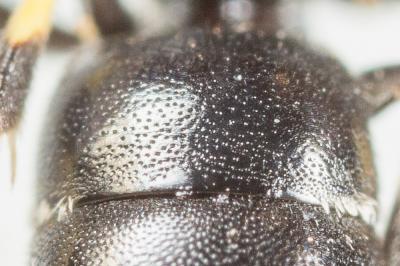  Hylaeus pictus (Smith, 1853)